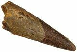 Fossil Pterosaur (Siroccopteryx) Tooth - Morocco #274262-1